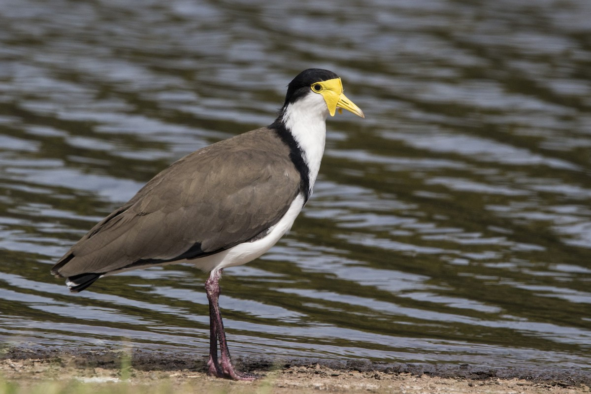 image Masked Lapwing (Black-shouldered)